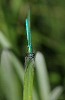 8391 Male Banded Demoiselle (Calopteryx splendens) on Grass Blade